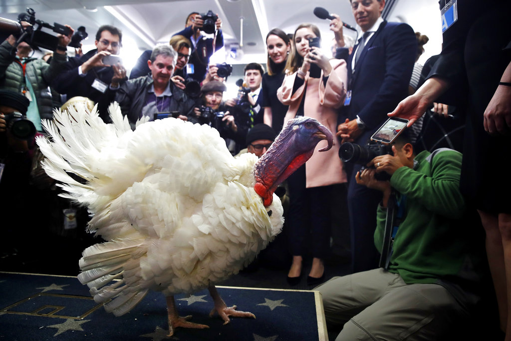 Wishbone, one of two turkeys set to be pardoned by President Donald Trump, is previewed by members of the press, Tuesday, Nov. 21, 2017, at the White House briefing room in Washington.