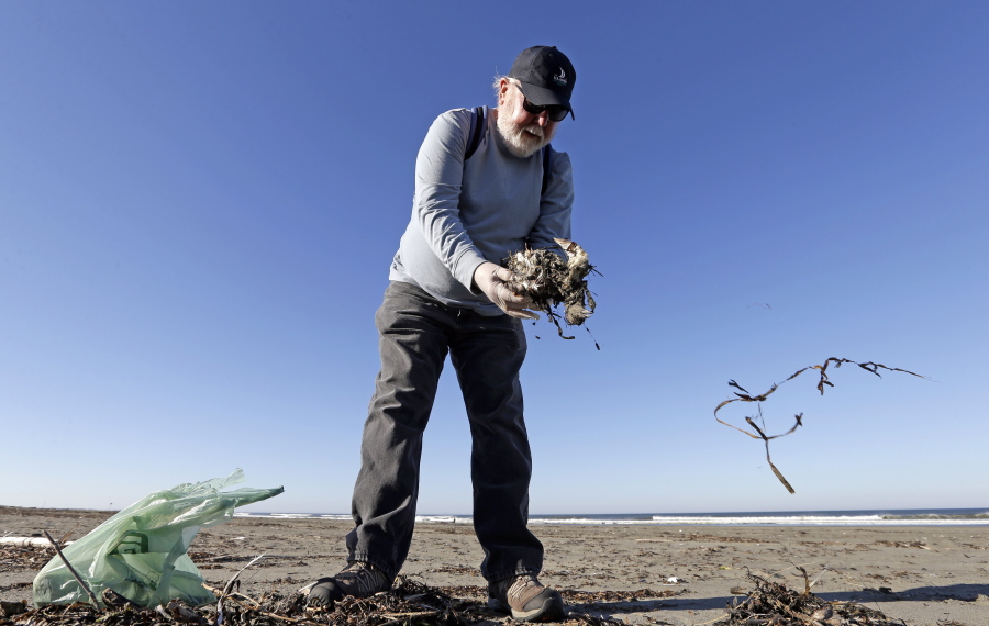 In this photo taken Sept. 28, 2017, Mike Patton picks-up and removes debris from a dead bird as part of a citizen patrol surveying dead birds that wash ashore on beaches along the U.S. West Coast, in Ocean Shores, Wash. The multi-state monitoring program help tells a larger story about coastal environments, seabird deaths and health.