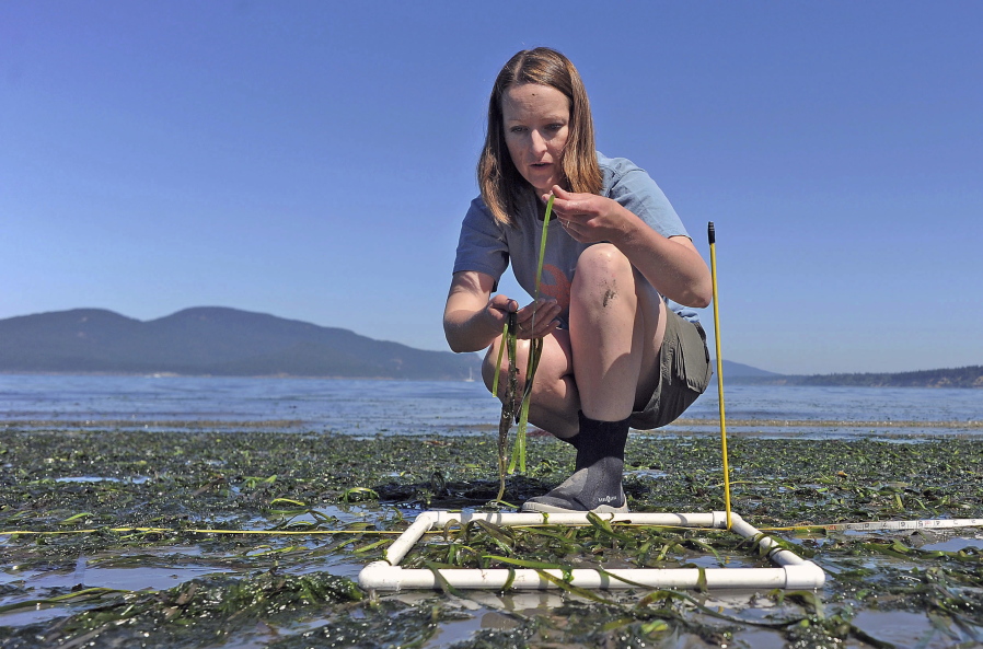 Cornell University doctoral student Morgan Eisenlord takes samples of eelgrass from the beach during low tide east of the Washington state ferry terminal in Anacortes on July 25. She is conducting studies of eelgrass wasting in Puget Sound.