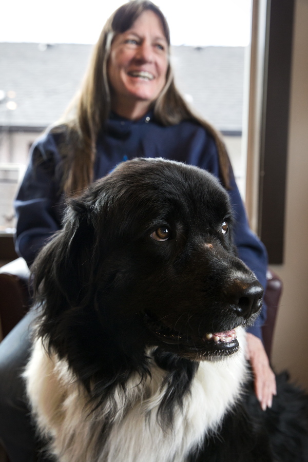 In this Thursday, Nov. 9, 2017 photo, Tank, a Newfoundland, sits with his owner Jill Lienert at West Ridge Animal Hospital in Klamath Falls, Ore. Tank is part of a canine stem cell trial study for arthritis at West Ridge Animal Hospital, one of only two veterinaries on the west coast that are part of the study.