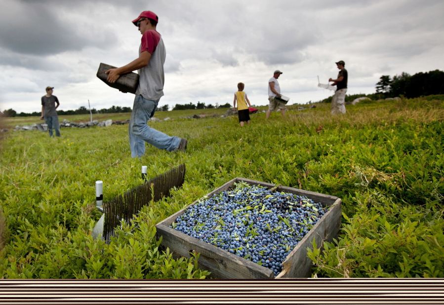 Workers harvest wild blueberries at the Ridgeberry Farm in Appleton, Maine, in 2012.