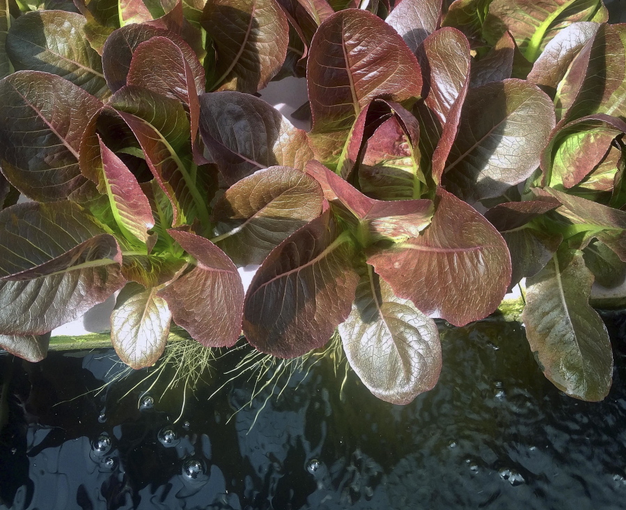 Red lettuce grows at an aquaponic farm, a form of hydroponic cultivation, in Hilliard, Fla.