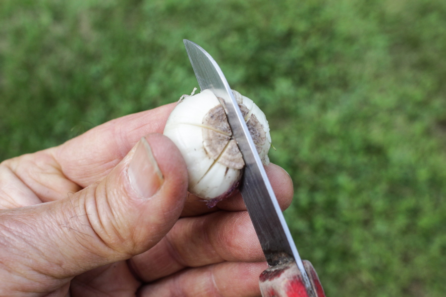 Propagation of a daffodil bulb. Scoring the bottom of the bulb with shallow knife slits coaxes it to make bulblets which, over time, swell into flowering bulbs.