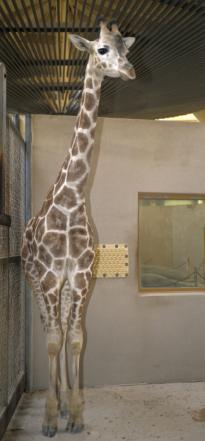 Juma, a 5-year-old female giraffe, died from an undetermined illness, according to a Wednesday statement from The Maryland Zoo. (Jeffrey F.