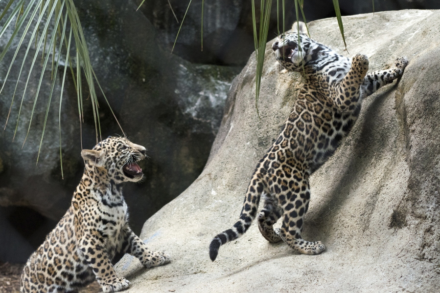 Jaguar cubs Fitz, left, and Emma play Thursday at the Houston Zoo.