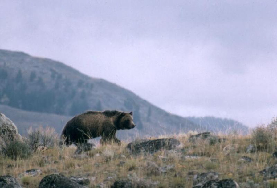 Grizzly bears have lost federal protections, but conservation groups have sued to restore them.