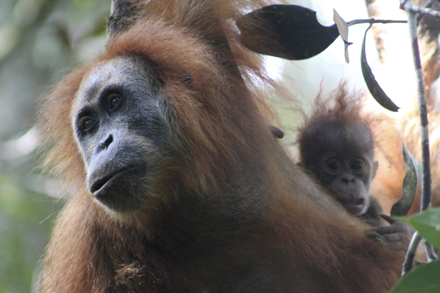 This undated photo released by the Sumatran Orangutan Conservation Programme shows a Tapanuli orangutan with its baby in Batang Toru Ecosystem in Tapanuli, North Sumatra, Indonesia. Scientists are claiming an isolated and tiny population of orangutans on the Indonesian island of Sumatra with frizzier hair and smaller heads are a new species of great ape. It's believed that there are no more than 800 of the primates that researchers named Pongo tapanuliensis, making it the most endangered great ape species.