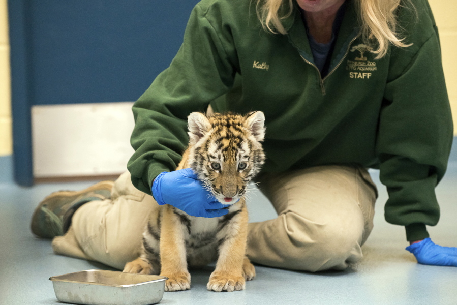 This Tuesday, Nov. 28, 2017, photo provided by the Pittsburgh Zoo & PPG Aquarium shows Kathy Suthard, the zoo’s lead carnivore keeper, caring for a male Amur tiger cub at the zoo in Pittsburgh. The cub is one of two rare, endangered Amur tiger cubs, one male and one female, born at the Pittsburgh Zoo & PPG Aquarium on Sept. 25, 2017, and later separated from their 10-year-old mother Tierney, after zookeepers and veterinary staff monitoring the cubs via an infrared camera noticed the mother wasn’t showing interest in her cubs and was neglecting them. (Paul A.