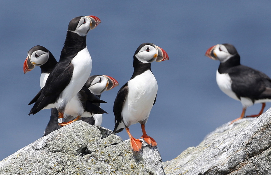 Atlantic puffins congregate near their burrows on Eastern Egg Rock, a small island off the coast of Maine. The Audubon Society said 2017 was a great year for puffins.