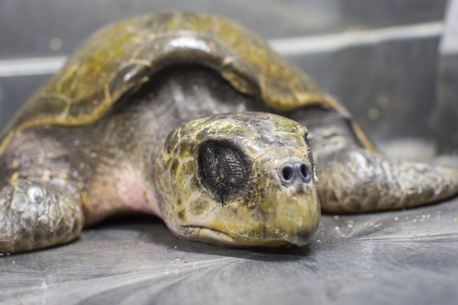 A rescued olive ridley sea turtle rests at the aquarium in Newport, Ore. An Oregon couple rescued the endangered turtle from a Washington state beach over the Thanksgiving weekend.