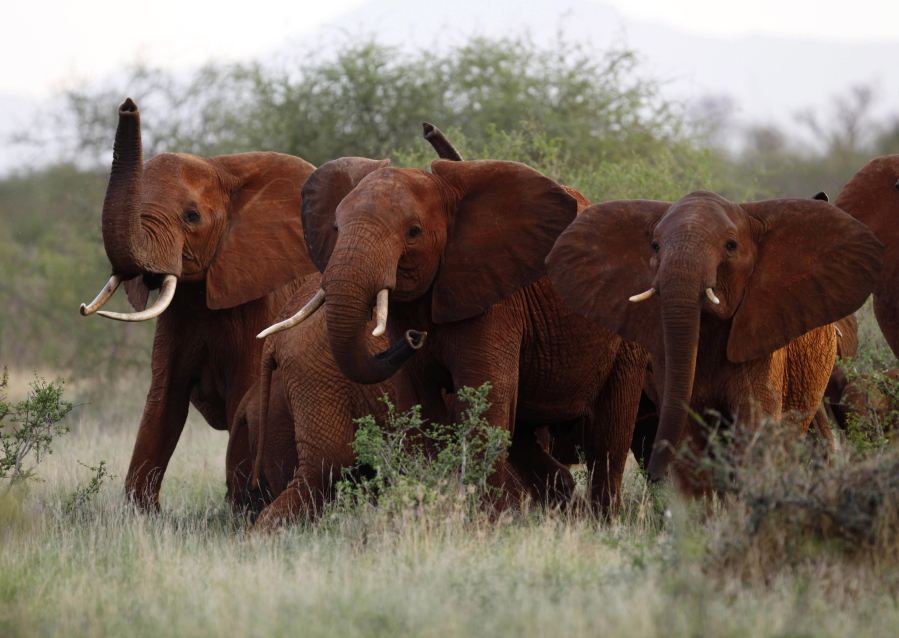 In this file photo taken Tuesday, March 9, 2010, elephants use their trunks to smell for possible danger in the Tsavo East national park, Kenya. The Trump administration is lifting a federal ban on the importation of body parts from African elephants shot for sport.