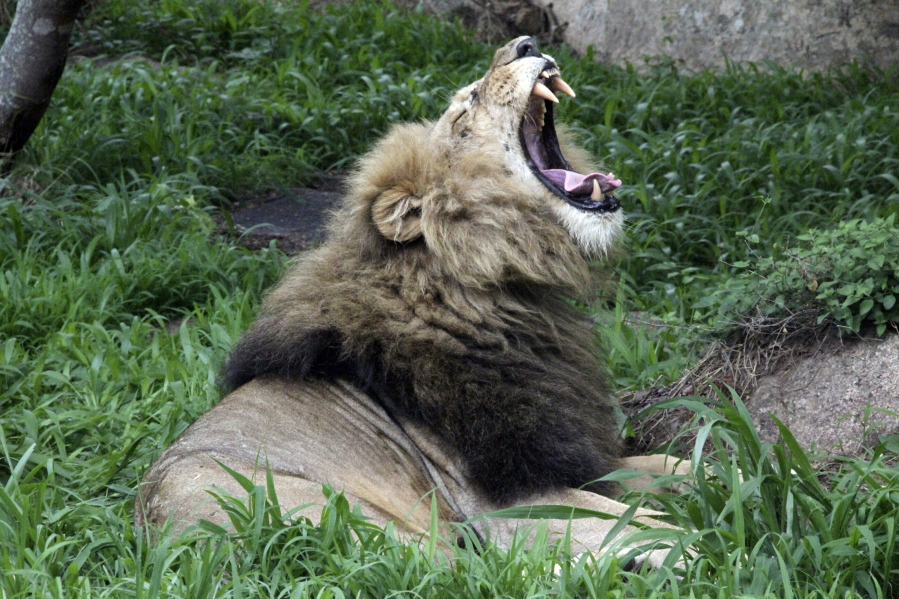 This January 2013 file photo, shows a lion yawning near the National Parks sanctuary in Zimbabwe. A month before the Trump administration sparked outrage by reversing a ban on body parts from threatened African elephants, federal officials quietly loosened restrictions on the importation of heads and hides of lions shot for sport. The U.S. Fish and Wildlife Service began issuing permits on October 20 for lions killed in Zimbabwe and Zambia between 2016 and 2018. Previously, only wild lions killed in South Africa were eligible to be imported.