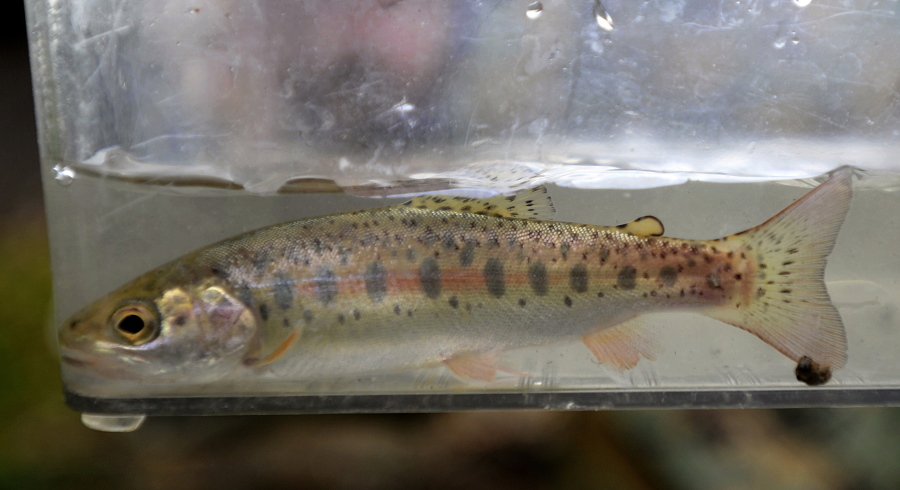 The Oregon Department of Fish and Wildlife collected a juvenile steelhead.