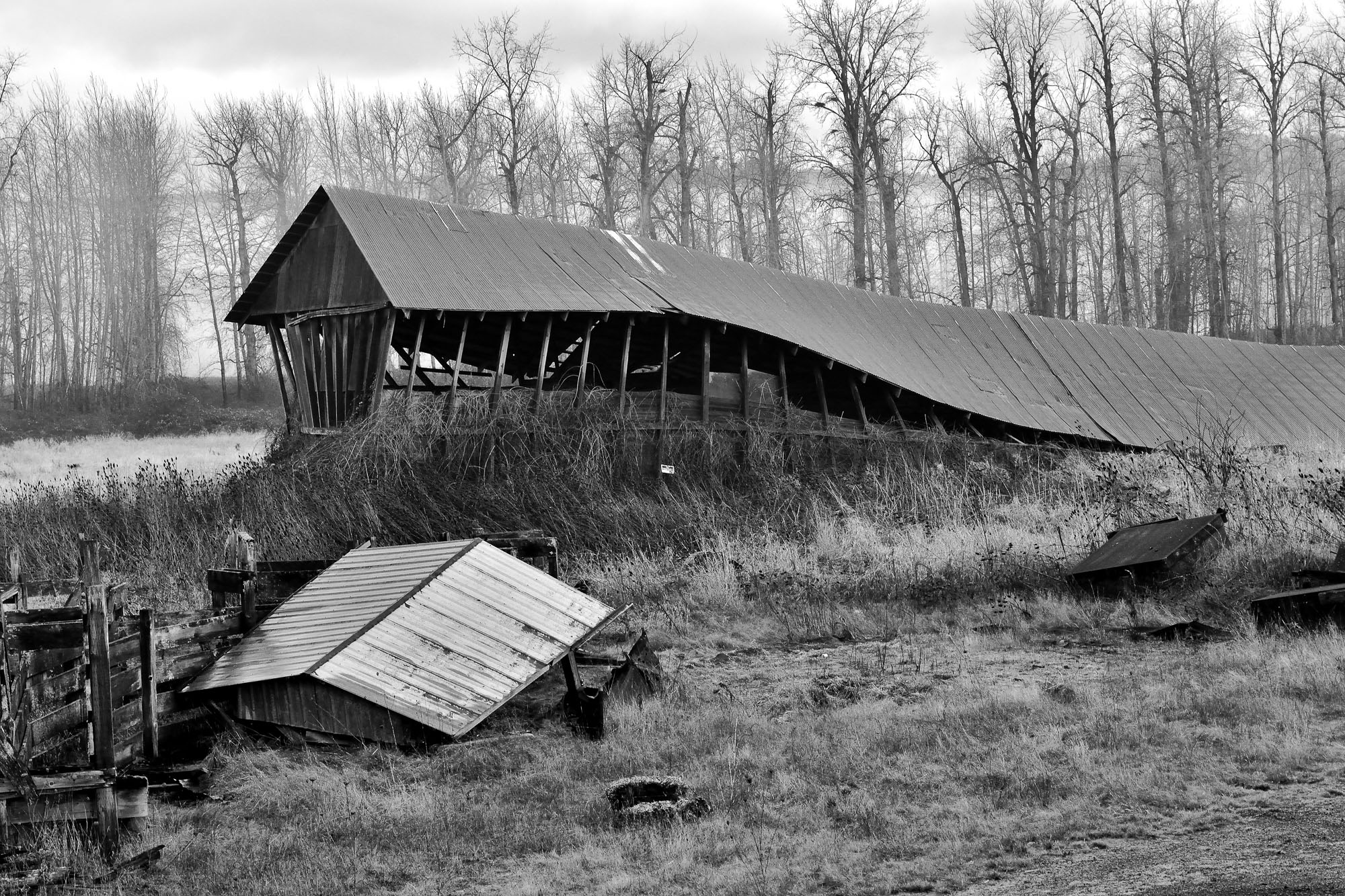 Old barn near Columbia River Dike in Washougal (Bill Partin)