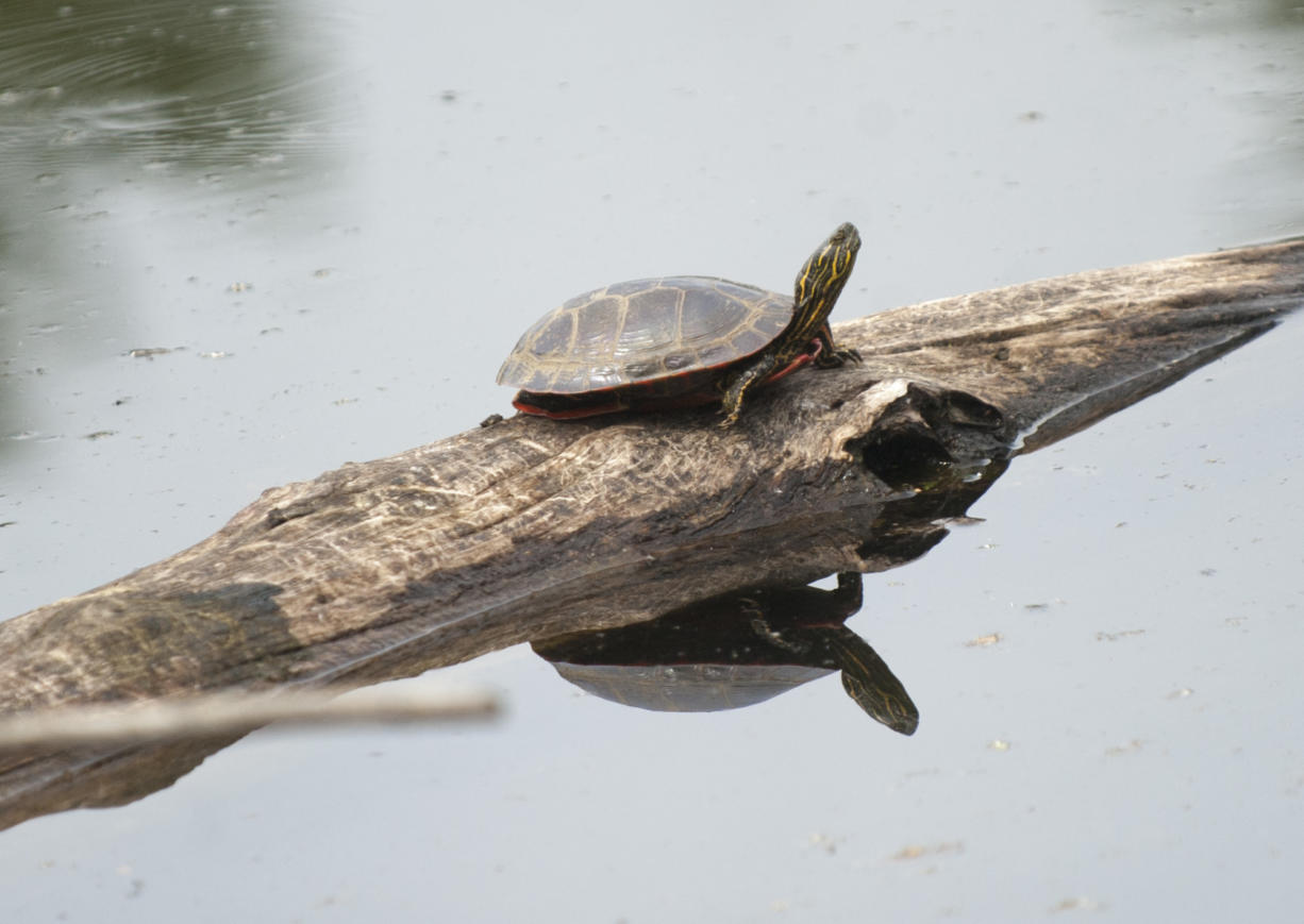 A suspected turtle is seen sunning itself on a log at the Steigerwald Lake National Refuge near Washougal in 2016.