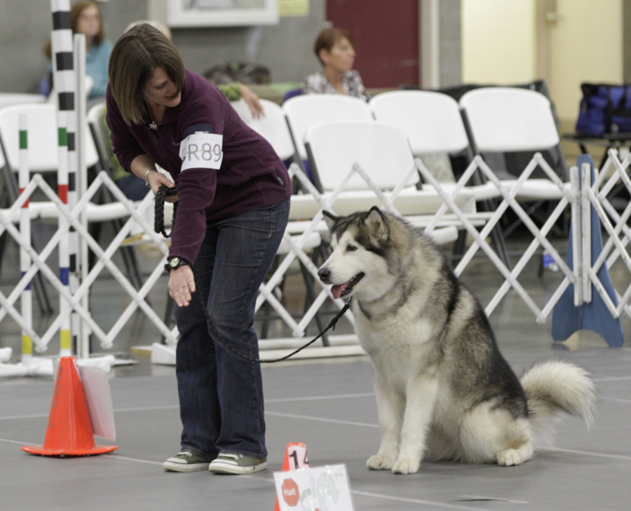 Laura Maffei, from Portland, works with Alaskan Malamute Onna at the Clark County Kennel Club Performance Event Weekend.