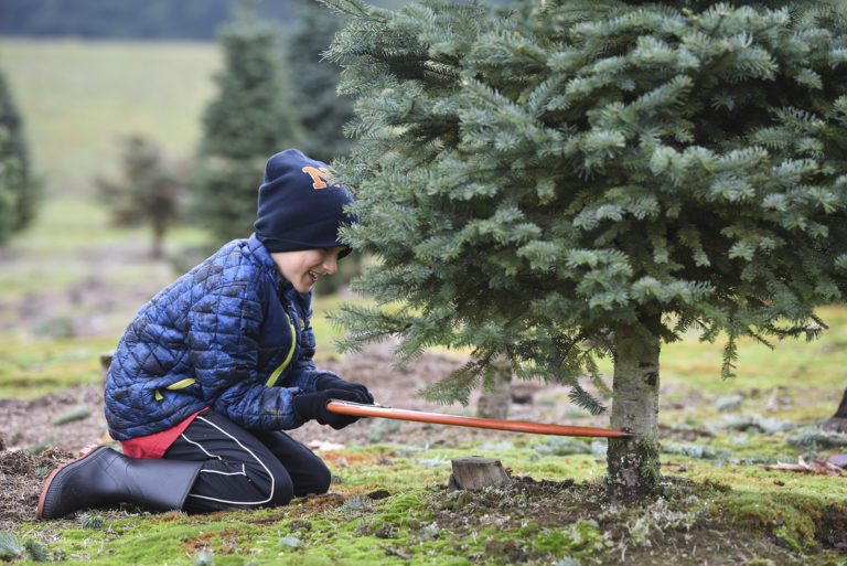 Micah Lydie, 8, uses a saw to help cut down his family’s Christmas tree at Glenwood Tree Farm, Friday December 1, 2017.