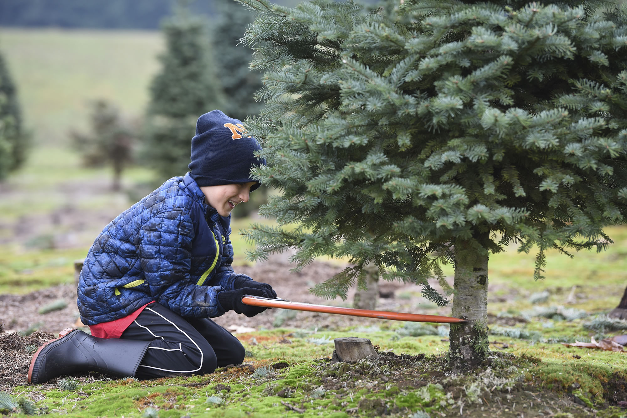 Micah Lydie, 8, uses a saw to help cut down his family’s Christmas tree at Glenwood Tree Farm, Friday December 1, 2017.