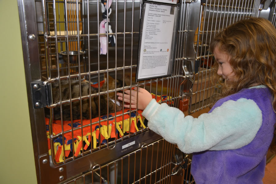 Washougal: Cape Horn-Skye Elementary School first-grader Olivia Yano greets a cat at the Humane Society for Southwest Washington, where Olivia and her classmates delivered toys and blankets they made in class for the animals.