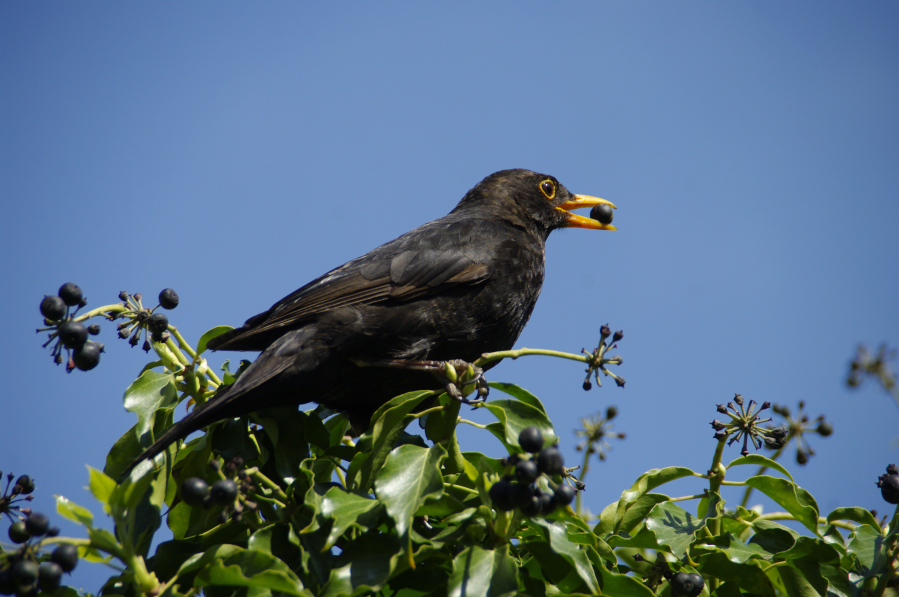 A Dutch firm has produced a special laser that imitates predators to scare off birds that eat crops.