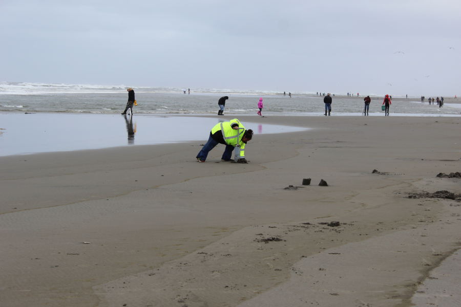 Clam hunters comb the sands of Long Beach for tasty razor clams. The popular New Year’s Eve dig will take place this year after tests by the Washington Department of Fish and Wildlife showed that the clams are safe to eat.