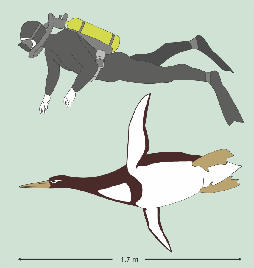 This illustration provided by Gerald Mayr shows the sizes of an ancient giant penguin Kumimanu biceae and a human being. On Tuesday, researchers announced their find of fossils from approximately 60-55 million years ago, discovered in New Zealand, that put the creature at about 5 feet, 10 inches long when swimming, and 223 pounds.