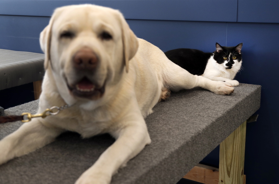 In this Nov. 28, 2017, photo, D-O-G, a black and white cat with an unlikely name, lies next to a support dog in training at Support Dogs, Inc. in St. Louis. Officials from the facility took in the cat over the summer and say he plays a key role getting the dogs comfortable around other animals. He helps train canines for important jobs assisting people with disabilities.