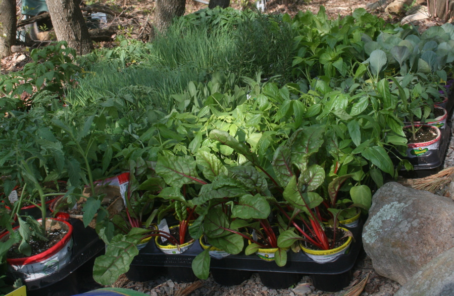 A large supply of vegetables await transplanting into home gardens. Buying supplies in bulk and then dividing them with your neighbors will provide a healthy financial return.