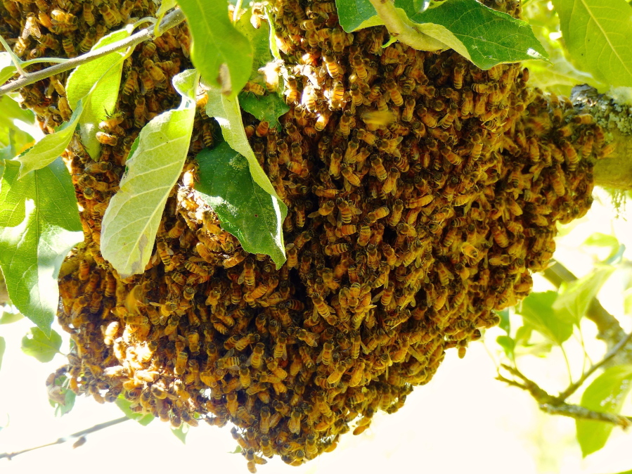A honeybee swarm cluster gathered on an apple tree near Langley.
