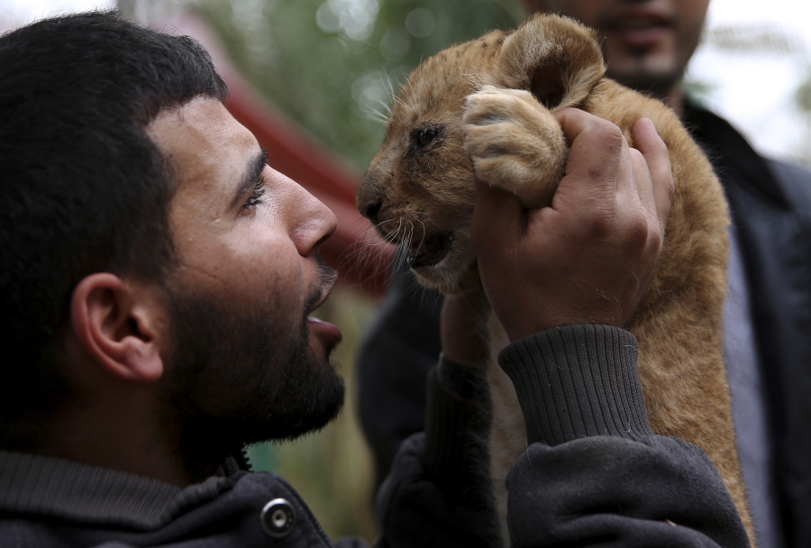 Ahmad Joma’a, a zoo worker, holds a two-month-old lion cub at the zoo in Rafah, Gaza Strip, Friday, Dec. 22, 2017. A Palestinian zoo owner has put three lion cubs for sale, fearing he won’t be able to afford to feed them as they grow.