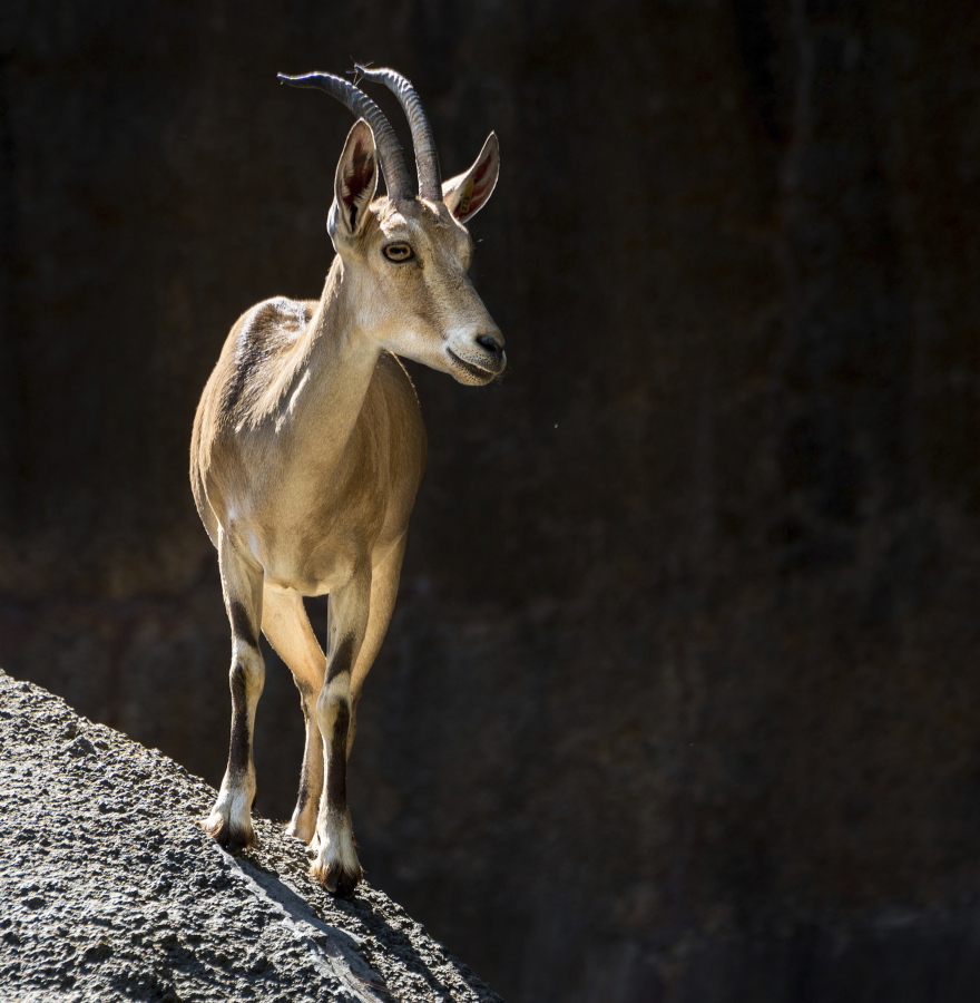 A Nubian ibex goat is shown at the Los Angeles Zoo in 2010.