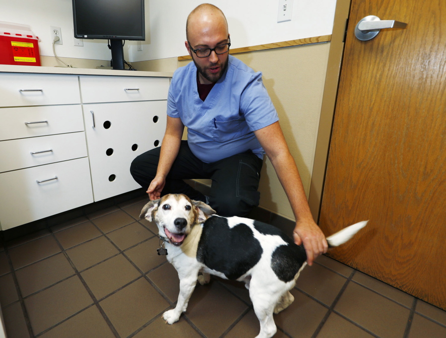 Luke Byerly tends to his 14-year-old beagle, Robbie, during a break at Byerly’s job as a technician at a veterinary clinic in east Denver. Byerly is using oil containing CBD, a non-psychoactive component of marijuana, to treat the dog’s arthritis.