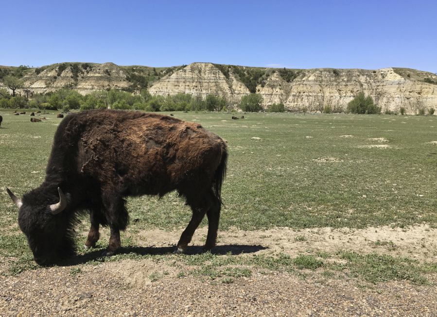 FILE - In this May 24, 2017, file photo, a bison munches grass in Theodore Roosevelt National Park in western North Dakota. North Dakota health officials have concluded that a proposed oil refinery close to the picturesque national park should comply with federal and state air pollution rules.