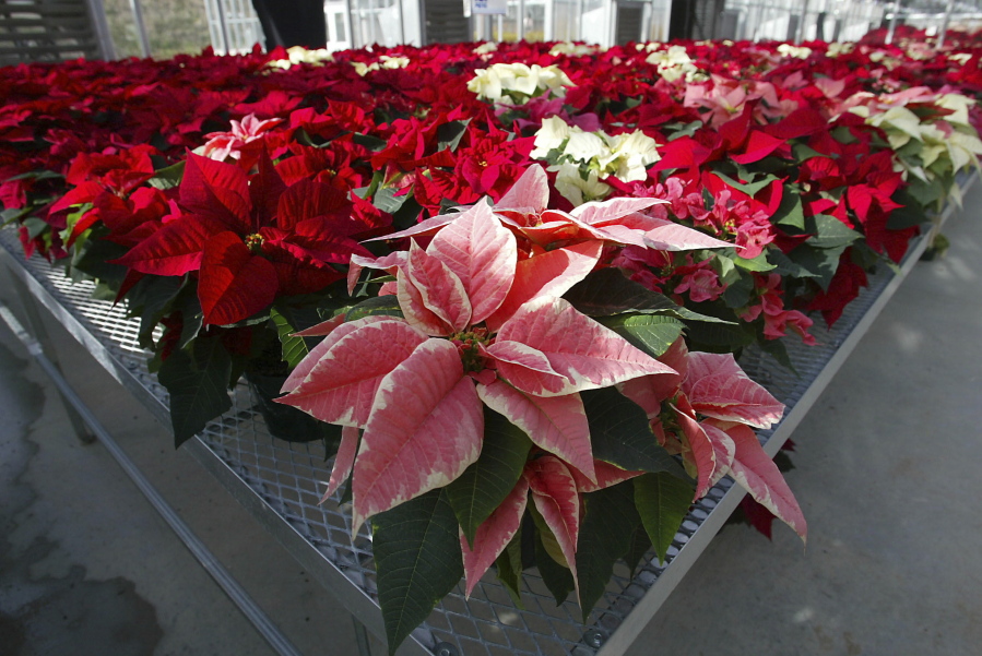 FILE - This Wednesday, Nov. 3, 2003 file photo shows hundreds of experimental poinsettias in colors of pink, red, white and even polka dot patterns, fill the University of Maryland Research Greenhouse Complex in College Park, Md. Pointsettias are not nearly as poisonous as a persistent myth says. Mild rashes from touching the plants or nausea from chewing or eating the leaves may occur but they aren’t deadly, for humans or their pets.