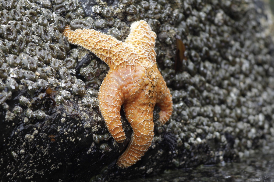 A starfish clings to a rock near Haystack Rock in Cannon Beach, Ore., on July 31, 2010. Starfish are making a comeback on the West Coast, four years after a mysterious syndrome killed millions of them. From 2013 to 2014, Sea Star Wasting Syndrome hit sea stars from British Columbia to Mexico. The species is rebounding with sea stars being spotted in Southern California tide pools and elsewhere.