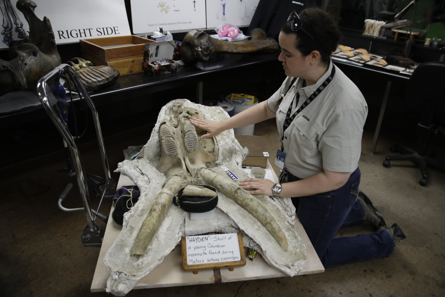 Paleontologist Ashley Leger shows the skull of a young Columbian mammoth found at the construction site of the Metro Purple Line extension in Los Angeles in August. Jae C.