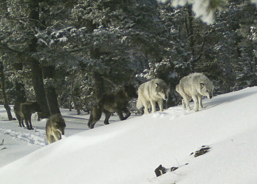 A wolf pack is captured by a remote camera in Hells Canyon National Recreation Area in northeast Oregon in February. The reward for information regarding the killing of two wolves in northeastern Washington state has grown to $20,000.
