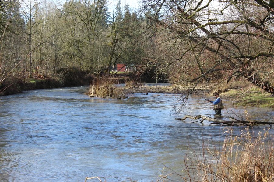 An angler casts for steelhead in Salmon Creek. The fishing has been good enough to draw plenty of steelheaders to the creek, but high water is slowing the bite. Once the water subsides, fishing will pick up again.