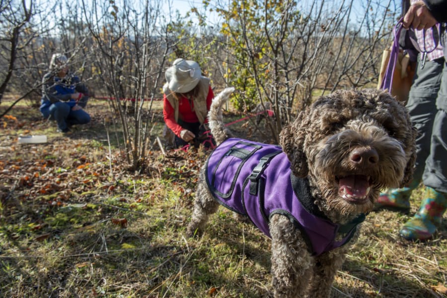 Karen Passafaro holds her dog Alba, 13 months old, during a hunt for truffles in Placerville, Calif., on Dec. 18. “Her name stems from a region of Italy known for the white truffles,” said Passafaro. Renee C.