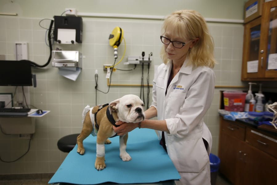 Dr. Beverly K. Sturges holds Spanky on the exam table at UC Davis Veterinary Medical Teaching Hospital, in Davis, Calif., April 13. The bulldog puppy received stem cell therapy for spina bifida.