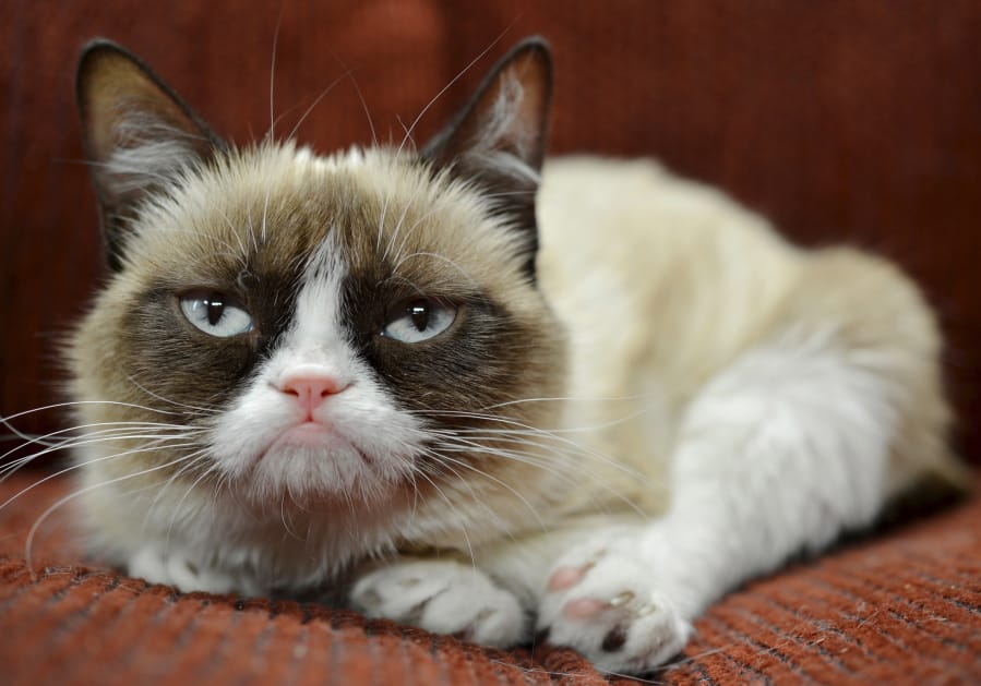 Grump Cat’s fame led to endorsement deals, including one with Nestle Purina PetCare, for owner Tabatha Bundesen. The feline was also at the center of an intellectual property dispute between Grumpy Cat Limited and Grenade beverage company.