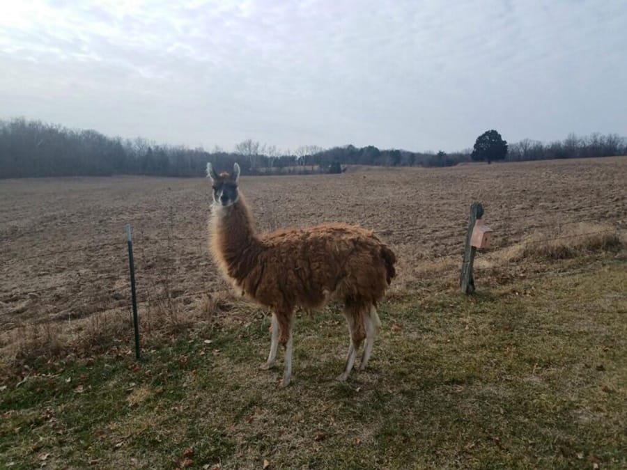 This llama was spotted in the Luebbering area of Franklin County for months, authorities say. It was finally rounded up on Jan. 13 and given a new home.