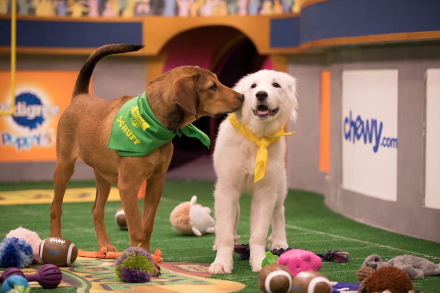 Puppies Barry and Olympia size up one another as they take the field for “Puppy Bowl XIV.” Damian Strohmeyer/Animal Planet