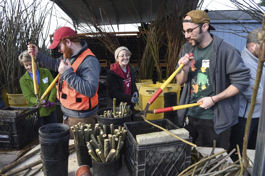 Jane Walker, from left, Ben Thompson, Marina Baker and Rafael Cortada clip willow branches at Clark Public Utilities’ native plant nursery Monday on Martin Luther King Jr. Day, a national day of service.