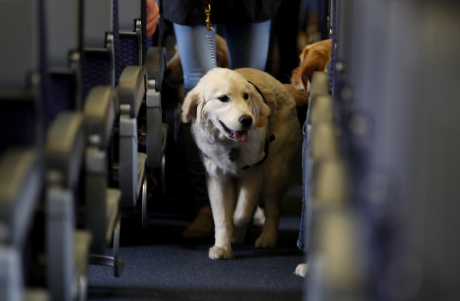 A service dog strolls through the aisle inside a United Airlines plane at Newark Liberty International Airport on April 1, 2017, while taking part in a training exercise, in Newark, N.J. Delta Air Lines says for safety reasons it will require owners of service and support animals to provide more information before their animal can fly in the passenger cabin, including an assurance that it’s trained to behave itself.