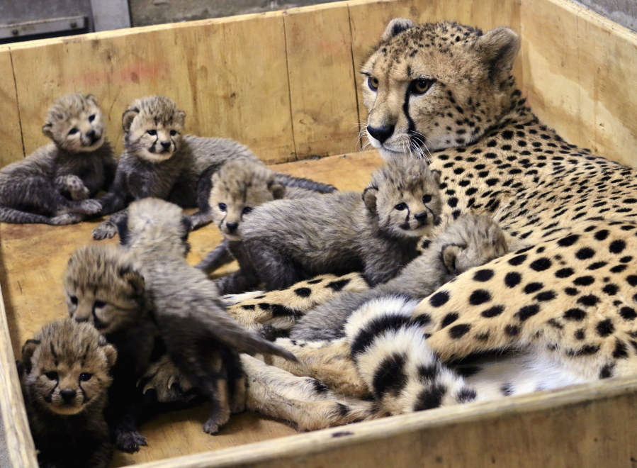 Bingwa, a 4-year-old cheetah, rests with her eight 3-week-old cubs. Bingwa gave birth Nov. 26 but the births weren’t announced until Wednesday. Carolyn Kelly/St.