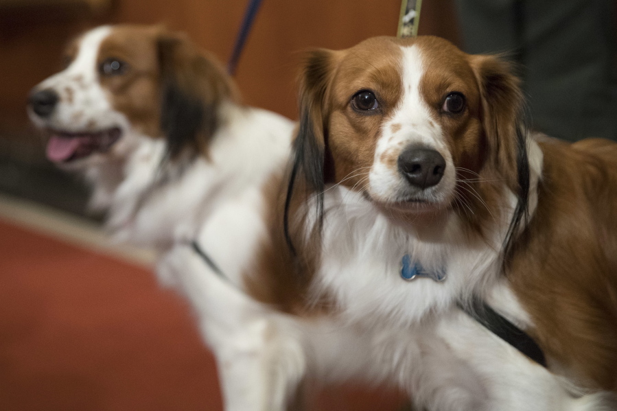 Nederlandse kooikerhondje, Escher, right, and Rhett are shown during a news conference at the American Kennel Club headquarters, Wednesday, Jan. 10, 2018, in New York. The club announced that it’s recognizing the Nederlandse kooikerhondje and the grand basset griffon Vendeen. They’re the first breeds added to the roster since 2016.