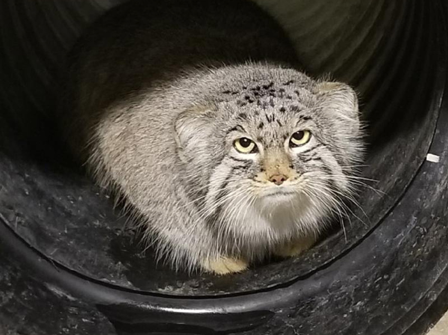This undated photo, provided by the Hogle Zoo in Salt Lake City shows Mushu, a 10 month-old Pallas' Cat. The small mountain cat is on the loose at the Salt Lake City zoo on Monday, Jan. 29, 2018, marking the second animal escape there in less than two years. The cat isn't dangerous and is believed to still be inside zoo grounds.