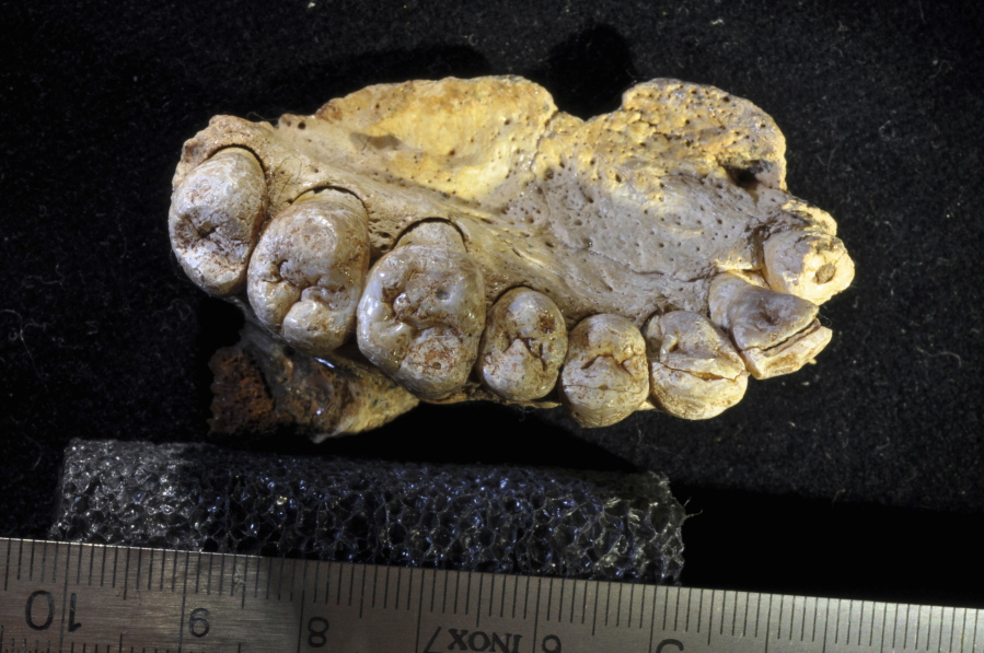 The portion of the upper left jaw and teeth from the Misliya-1 fossil indicated to researchers that modern humans left Africa as much as 100,000 years earlier than previously thought.