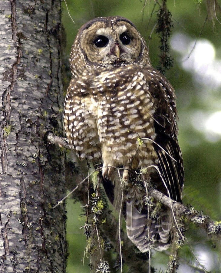 A northern spotted owl sits on a tree May 8, 2003, in the Deschutes National Forest near Camp Sherman, Ore.